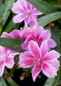 Lewisia longipetala 'Little Plum'